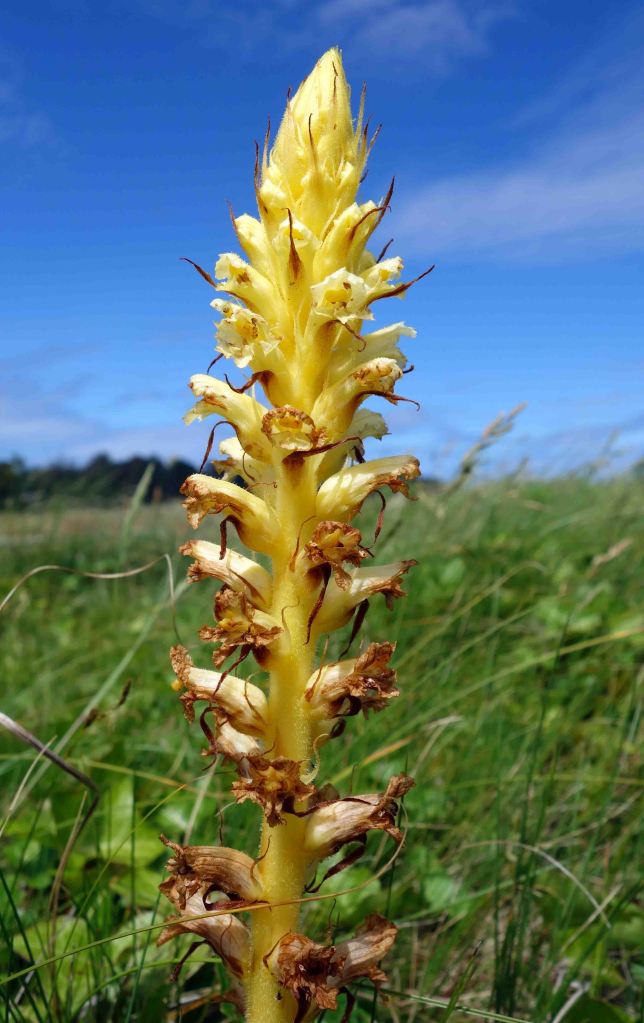 The yellow form of Ivy Broomrape (Orobanche hederae) 