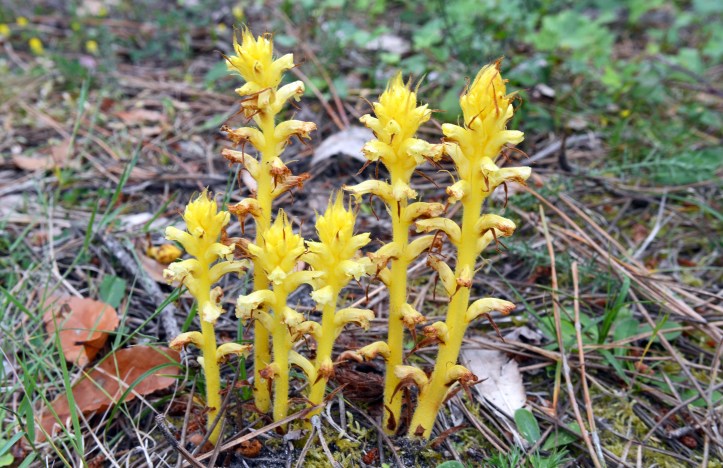 Ivy Broomrape (Orobanche hederae) yellow form