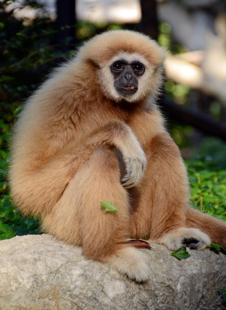 Lar or white-handed gibbon (Hylobates lar) Chiang Mai Zoo