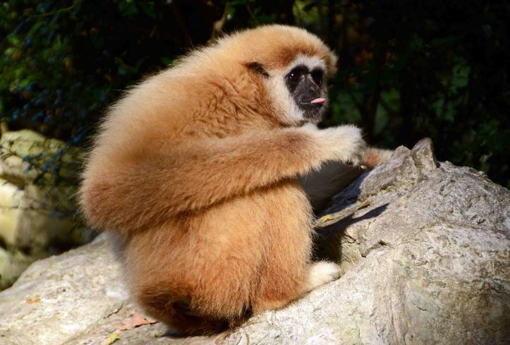 White-handed gibbon (Hylobates lar) Chiang Mai Zoo