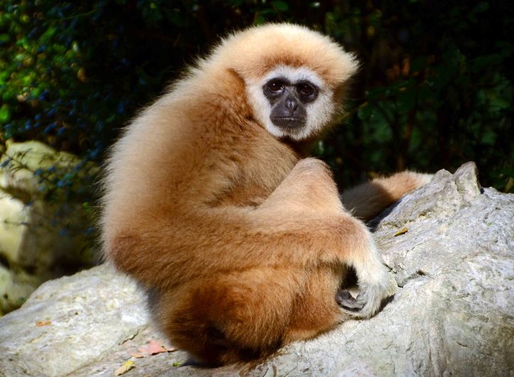 White-handed gibbon (Hylobates lar) looking into the camera lens