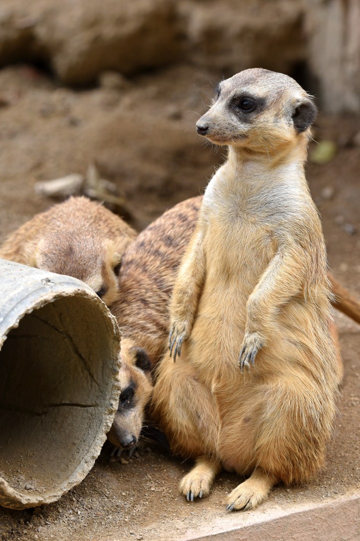 meerkats (suricata suricatta) 3