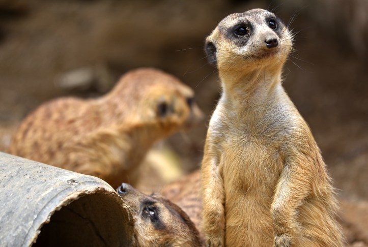 meerkats (suricata suricatta) 5