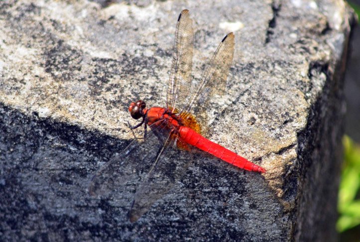 Orange Skimmer Dragonfly (Orthetrum testaceum) Baklo NP