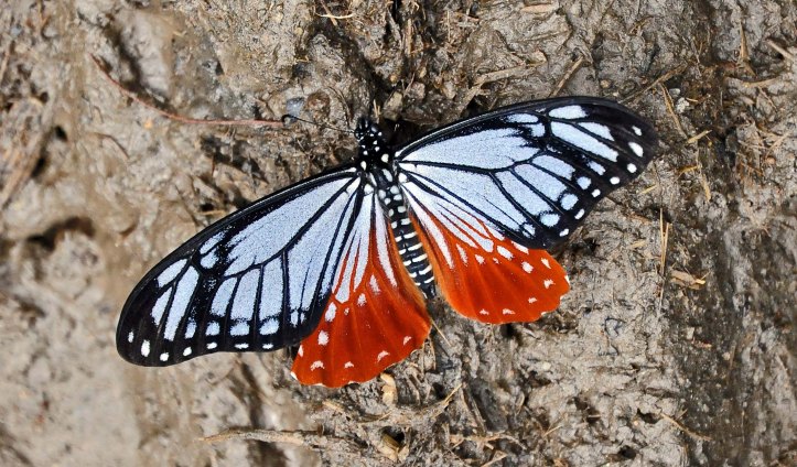 Papilio agestor agestor Gray, 1831 – Nepalese Tawny Mime 
