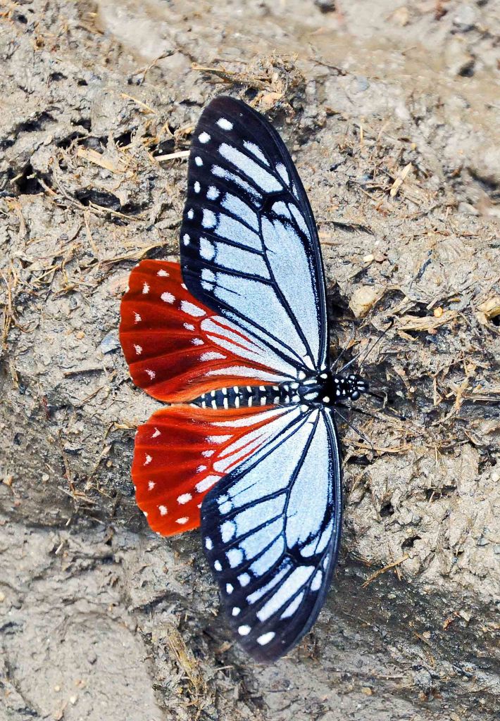 Nepalese Tawny Mime (Papilio agestor agestor Gray, 1831) in Arunachul Pradesh