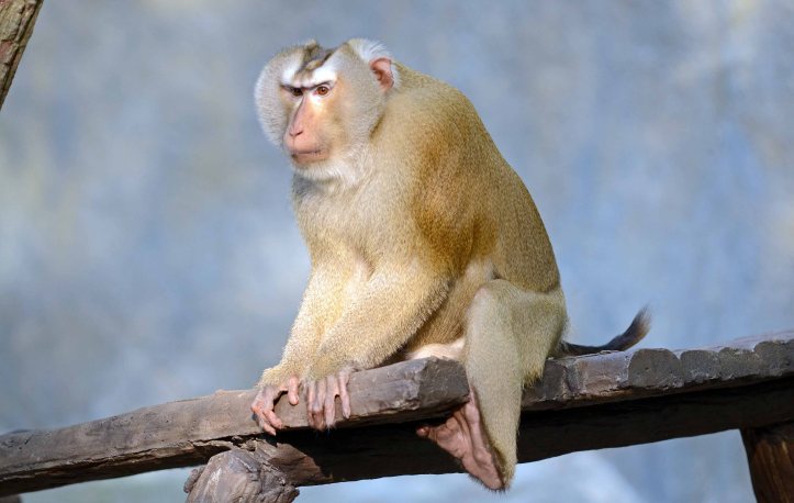 Pig-tailed macaque (Macaca sp.) Chiang Mai Zoo