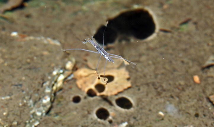 Pond skaters with reflections