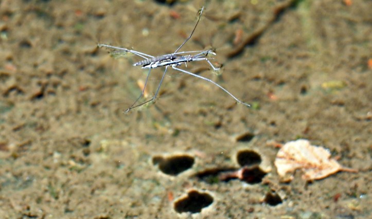 Pond skaters (Gerridae) showing the male ontop of the female.