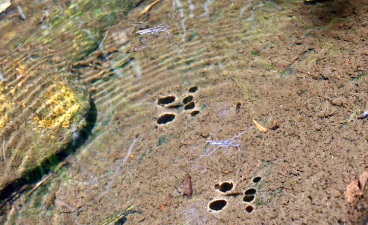Pond skaters (Gerridae) Rio Sor, Galicia, Spain