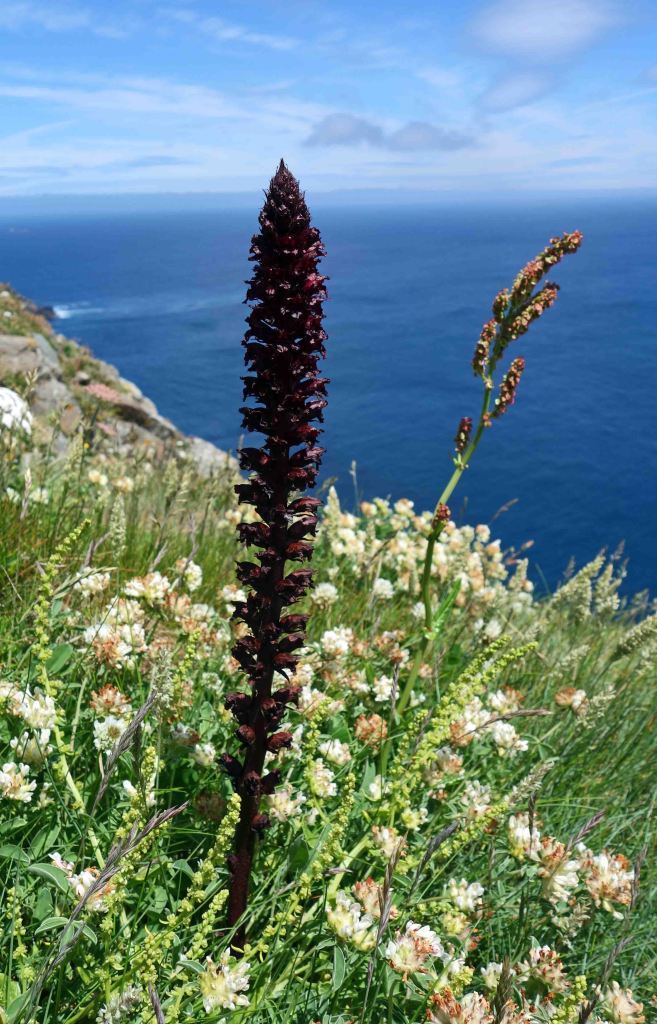 Red broomrape (Orobanche foetida)