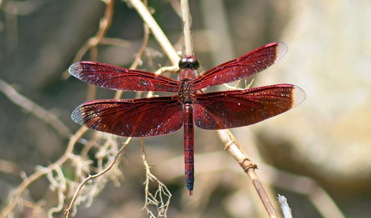 Red Grasshawk Dragonfly (Neurothemis fluctuans) Bako NP, Sarawak