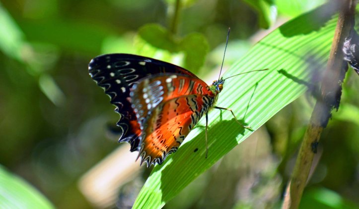 Red Lacewing (Cethosia bilbis bilbis) male with wings half open