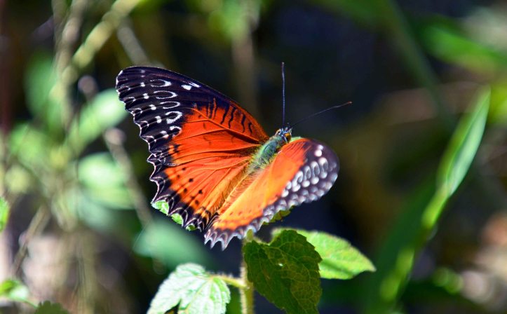 Red Lacewing (Cethosia bilbis bilbis) male)