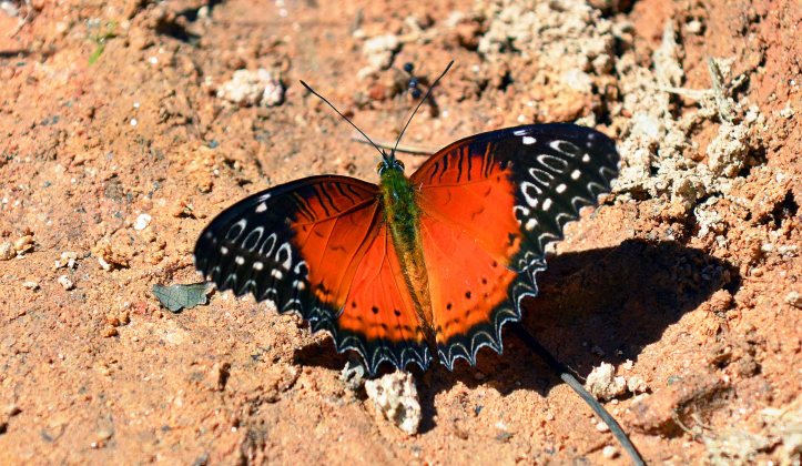 Red Lacewing (Cethosia bilbis bilbis) male upperside