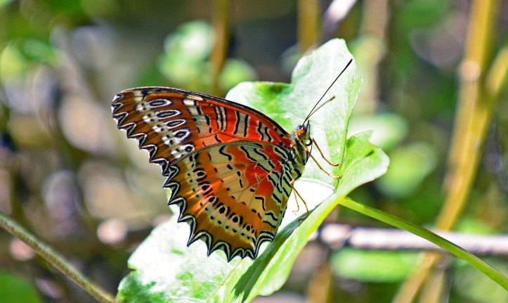 Red Lacewing (Cethosia bilbis bilbis) male underside