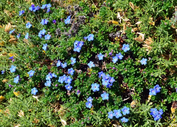 Scrambling Gromwell (Lithodora diffusa or L. prostrata) and gorse in Galicia