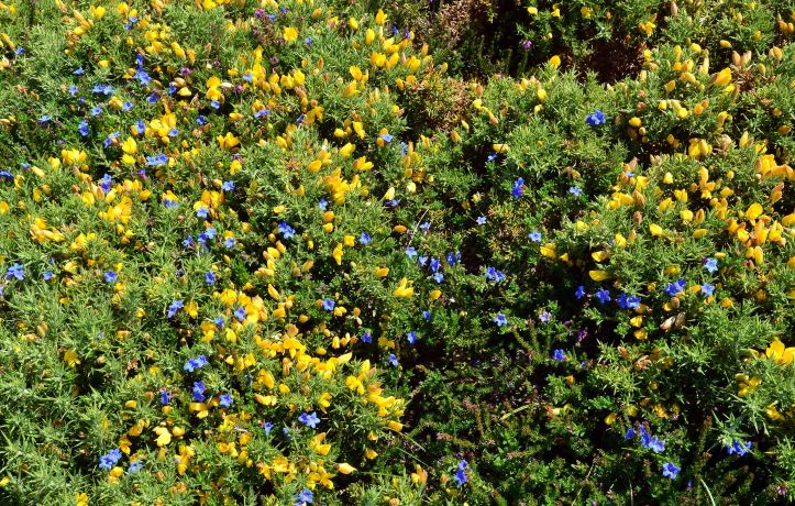 Scrambling Gromwell (Lithodora diffusa or L. prostrata) and gorse in Galicia