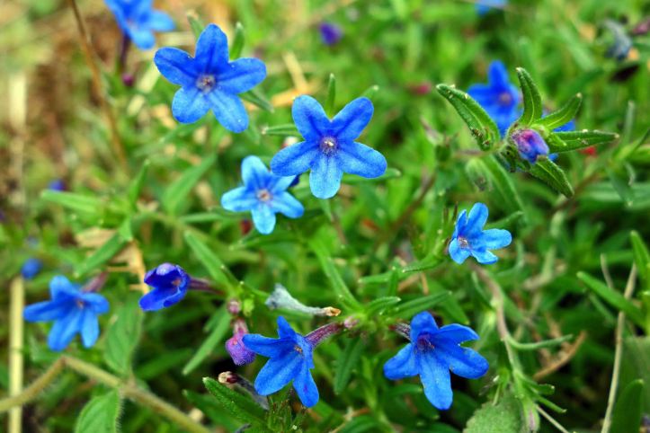 Scrambling Gromwell (Lithodora diffusa)