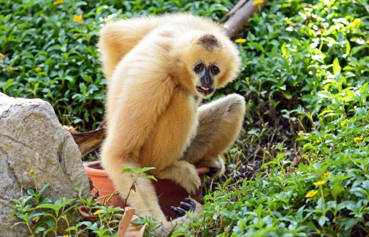 Southern white-cheeked gibbon (Nomascus siki)