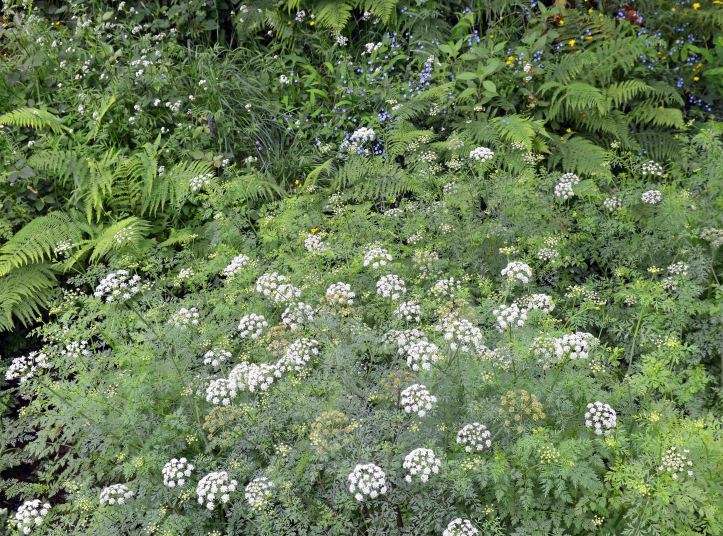 A stream bank with Umbelliferae, ferns, forget-me-nots and other wild flowers (Galicia, Spain)