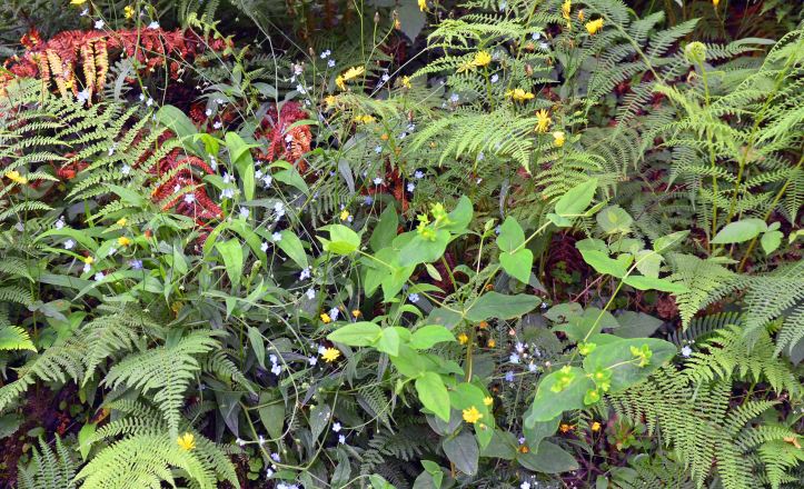 A tangleed bank of mixed wild flowers and ferns (Galicia, Spain)