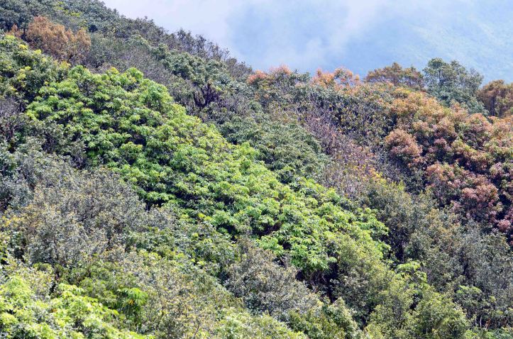 On the  Kew Mae Pan, Nature Trail , Doi Inthanon