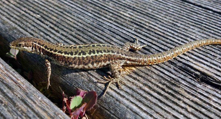 Bocage's Wall Lizard, Podarcis bocagei (male)