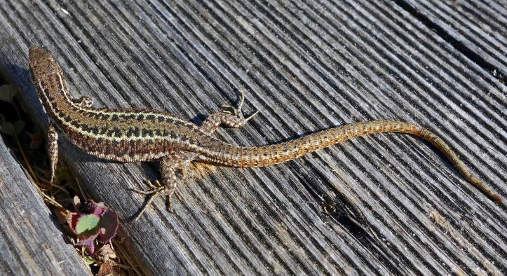 Bocage's Wall Lizard, Podarcis bocagei 
