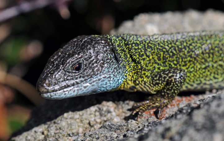 Schreiber's Green Lizard (Lacerta schreiberi) 