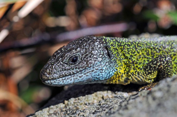 Lizard (Lacerta schreiberi)