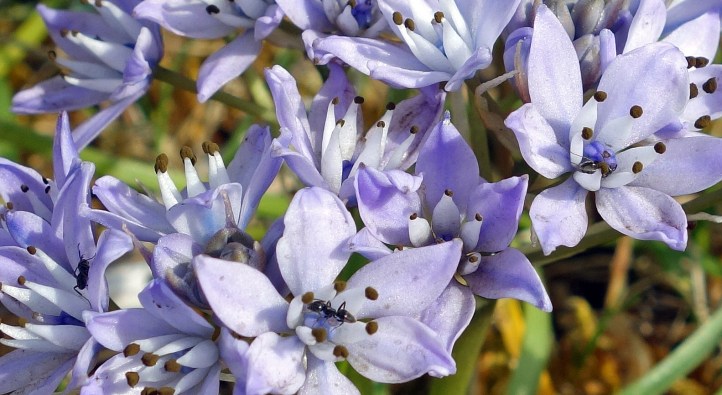 Ants on Spring Squill