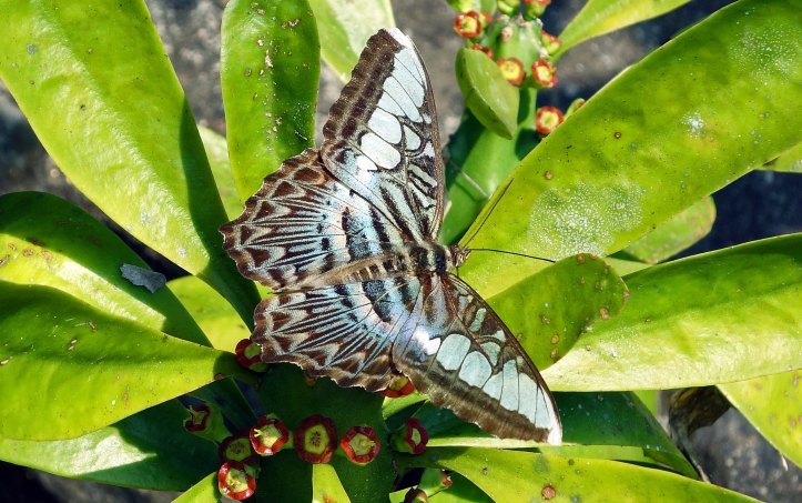 Clipper Parthenos sylvia apicalis male 