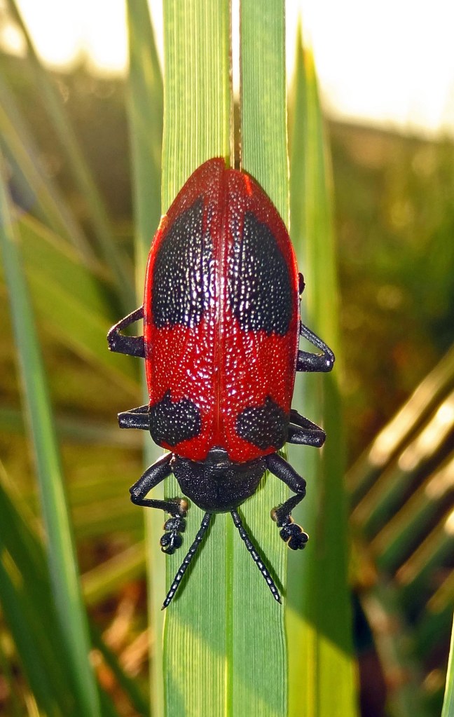 Coraliomela quadrimaculata (Chrysomelidae)