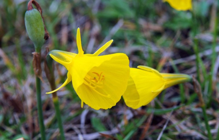 Hoop Petticoat daffodils (Narcissus bulbocdium) in Galicia, Spain