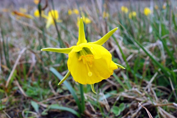 Hoop Petticoat daffodil (Narcissus bulbocdium)