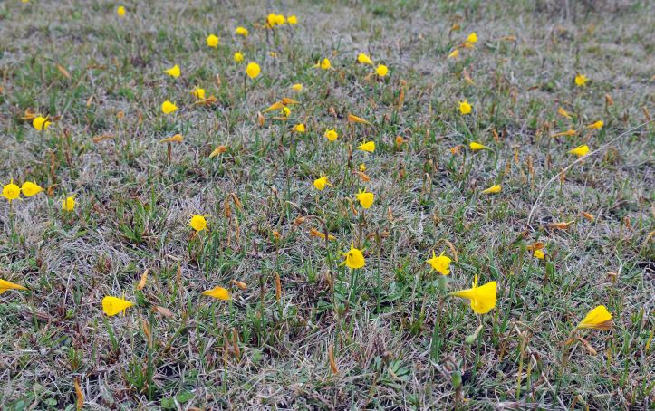 Hoop Petticoat daffodils(Narcissus bulbocdium) in field
