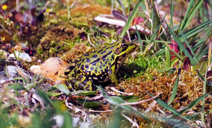 Marsh frog (Rana ridibunda) sitting by the edge of the pool