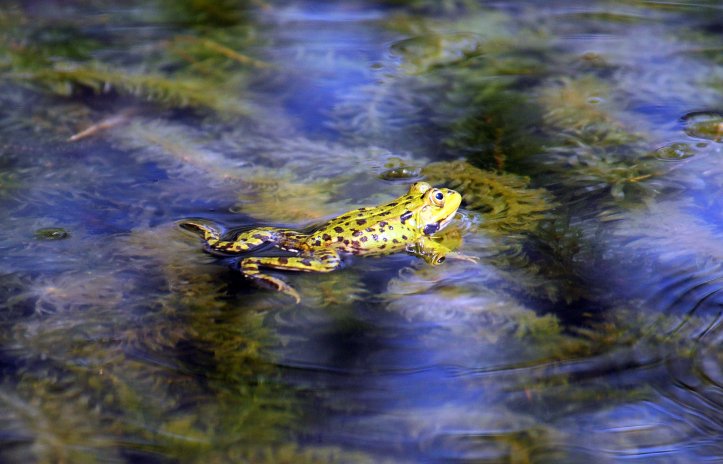 Marsh frog (Rana ridibunda) floating or resting