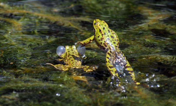 Marsh frog (Rana ridibunda) leaping 
