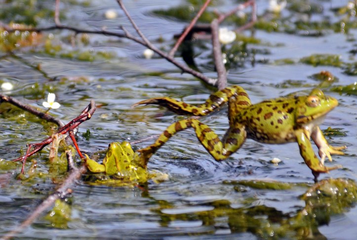 Marsh frog (Rana ridibunda) leaping out of the pond