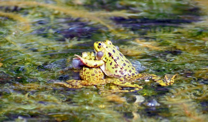 Marsh frogs (Rana ridibunda) fighting? With vocal sacs enlarged