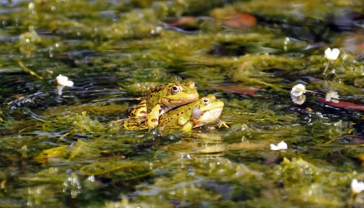 Marsh frogs (Rana ridibunda) mating