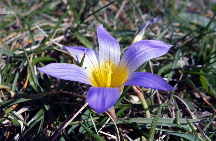 Romulea bulbocodium flower in Galicia, Spain