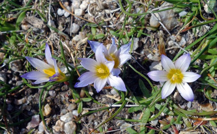 Romulea bulbocodium 