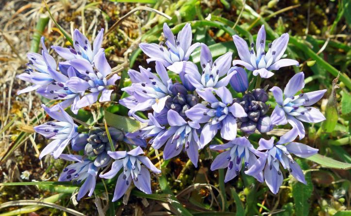 Spring Squill (Scilla verna) 2