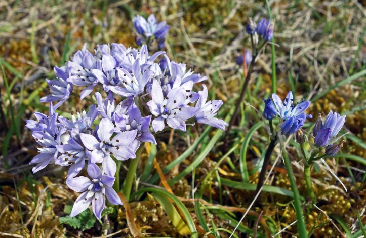 Spring Squill (Scilla verna)