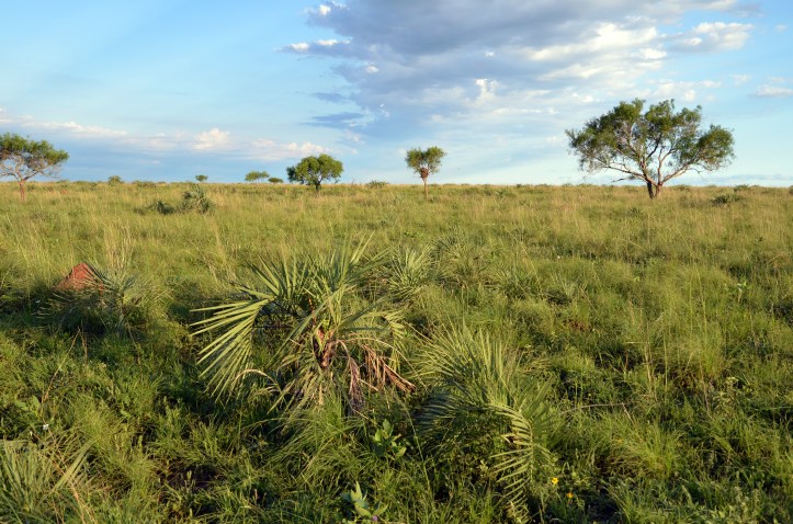 Yatay palm (Butia paraguayensis)