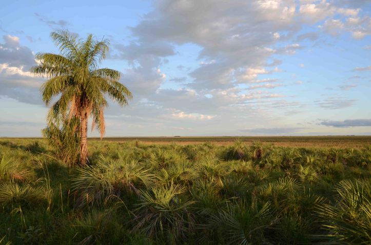 Yatay palms (Butia paraguayensis) in Ibara wetlands