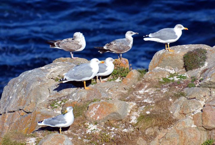 Yellow legged gulls (Larus michahellis) at Cabo de Bares in Galicia, NW Spain.